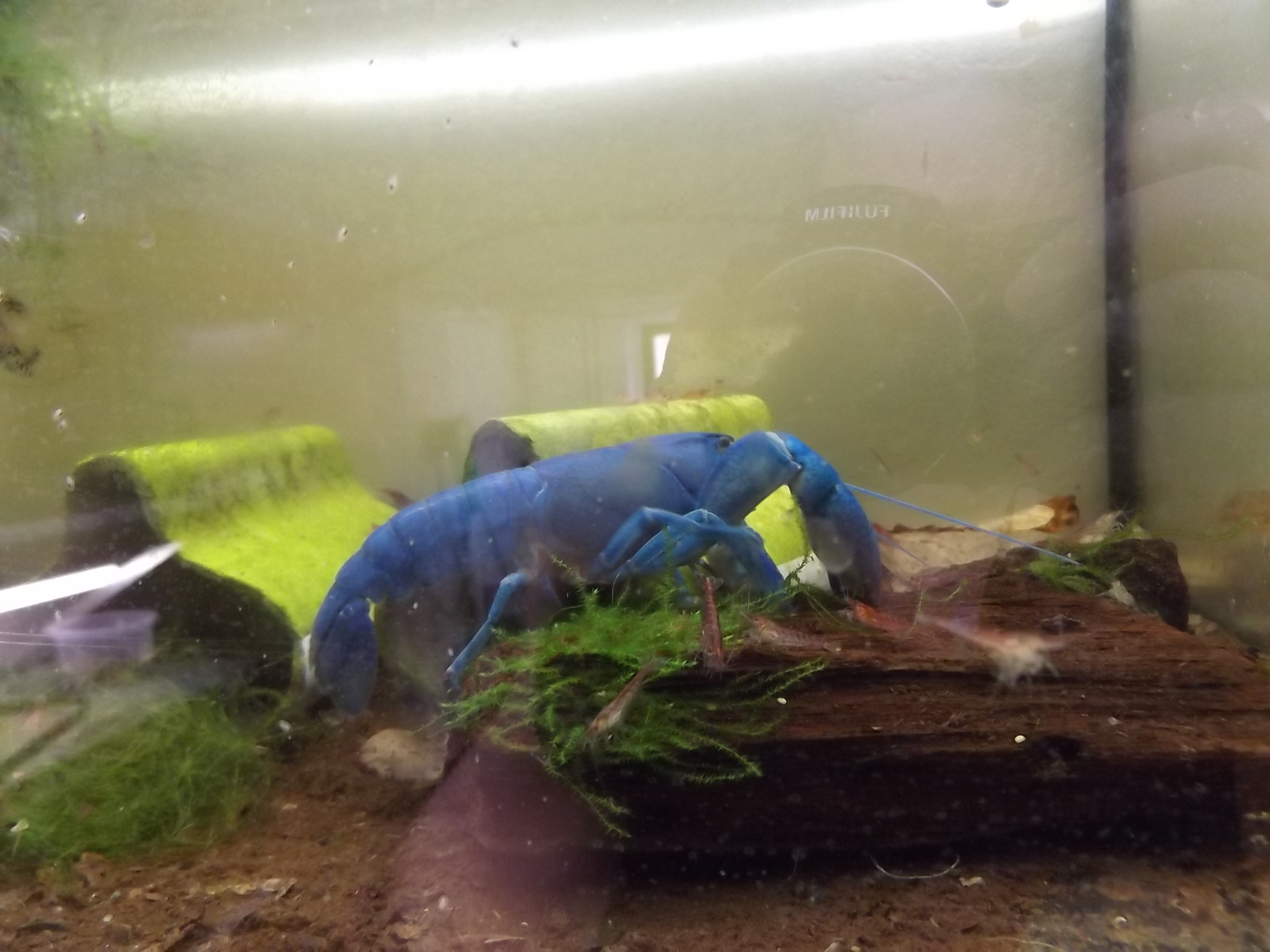 blauer Yabby auf Erkundungstour im Aquarium
