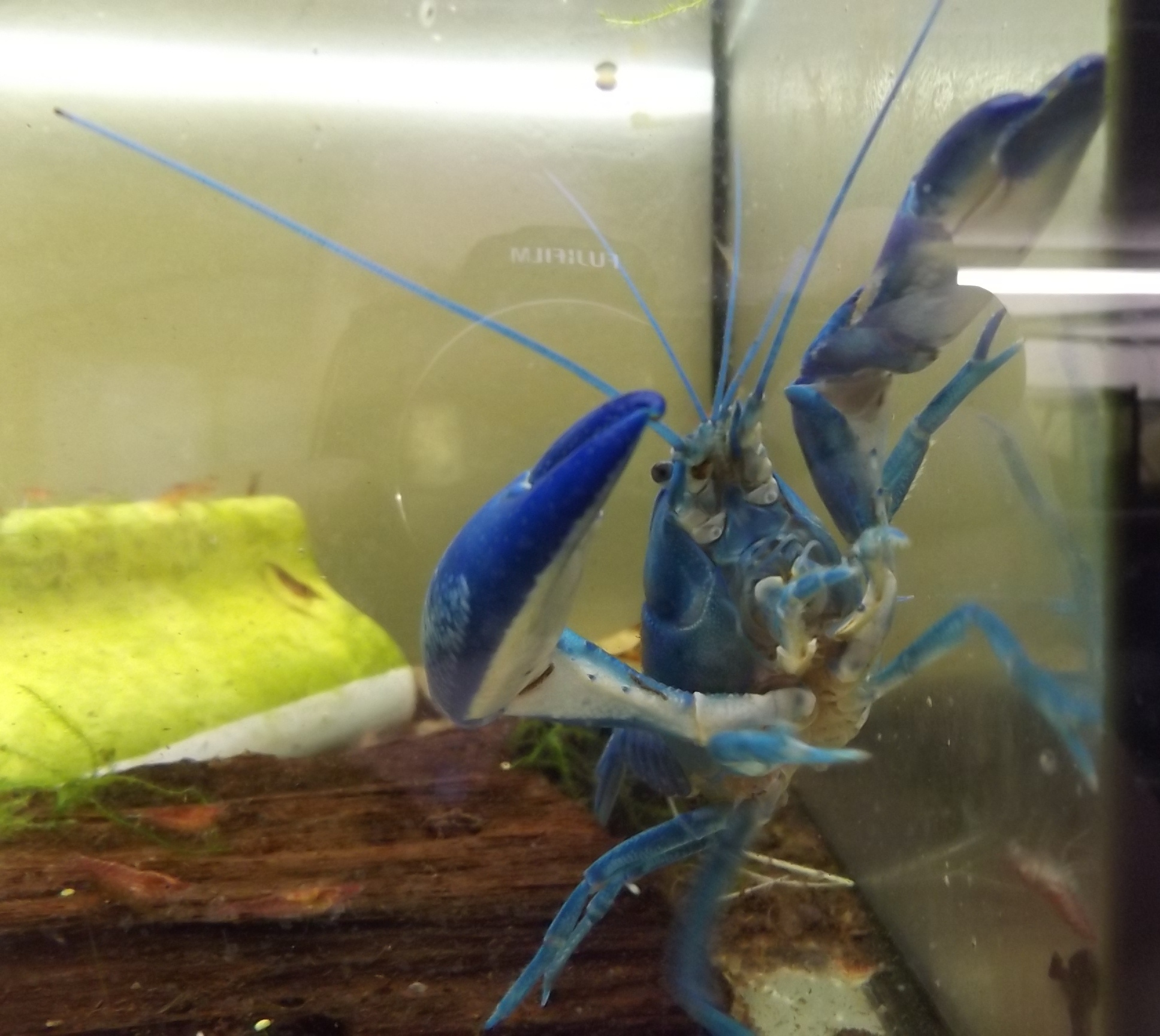 blauer Yabby zeigt seine Scheren
