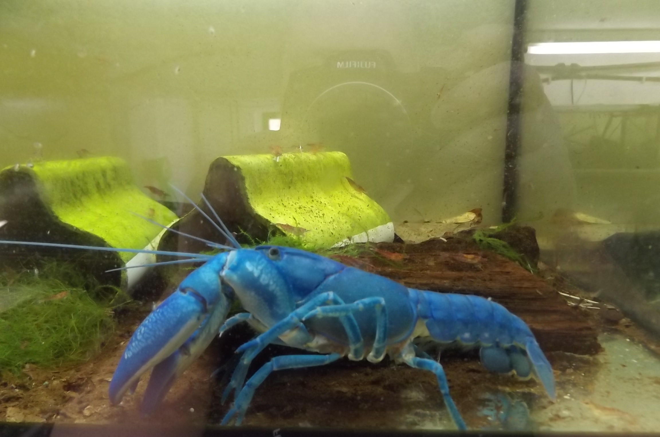 blauer Yabby seitlich zu sehen